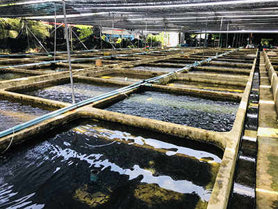 Malawi Cichlid Fish Farm For Export From Thailand